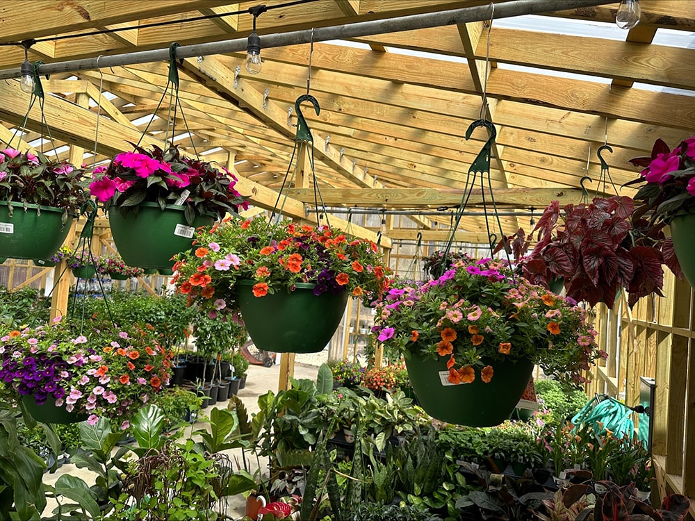 The Best Plants to Start Indoors